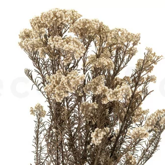 Konservierte Diosmi Natur