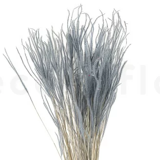 Ouro essiccato Storm Blue
