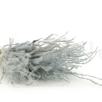 Dried Fine grass Storm Blue