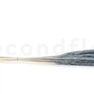 Dried Mini Pampa Storm Blue (x20)