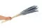 Dried Mini Pampa Storm Blue (x20) 4
