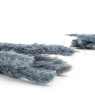 Getrocknete Mini-Pampa Storm Blue (x20)