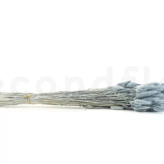 Dried Lagurus Ovatus Storm Blue