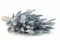 Lagurus Ovatus essiccato Storm Blue 5
