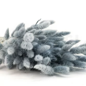 Dried Lagurus Ovatus Storm Blue