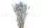 Getrockneter Lagurus Ovatus Storm Blue 7