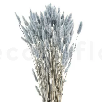 Getrockneter Lagurus Ovatus Storm Blue