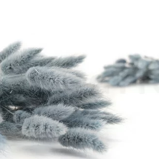 Dried Lagurus Ovatus Storm Blue