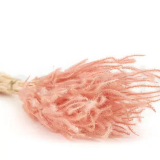 Dried Ouro Pink Flamingo