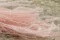 Dried Ouro Pink Flamingo 4
