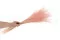 Dried Fine grass Pink Flamingo 4