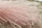 Dried Fine grass Pink Flamingo 3