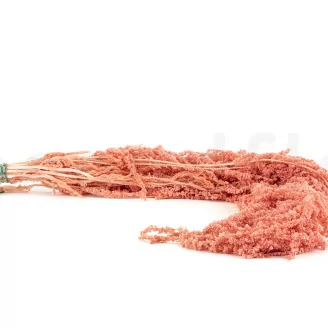 Preserved Amaranthus Pink Flamingo