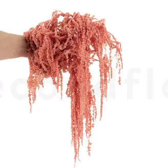 Preserved Amaranthus Pink Flamingo