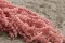 Preserved Amaranthus Pink Flamingo 4