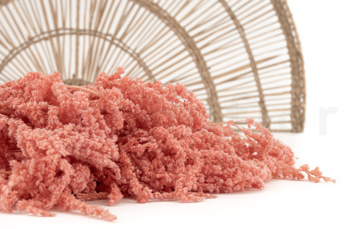 Amarante Stabilis&eacute;e - Pink Flamingo