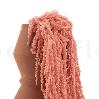 Preserved Amaranthus Pink Flamingo