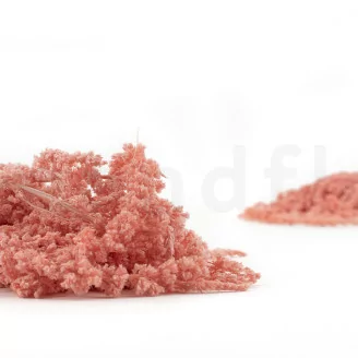 Preserved Amaranthus Pink Flamingo