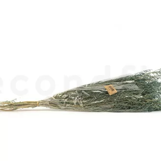 Caspia stabilizzata Storm Blue