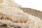 Konservierter Amaranth Meringue 4