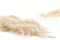 Preserved Amaranthus Meringue 8