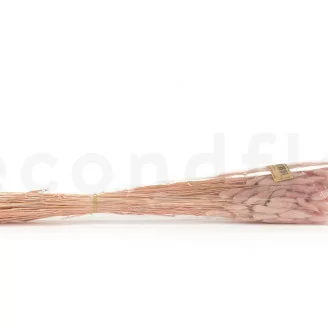 Dried Lagurus Ovatus Pink Flamingo