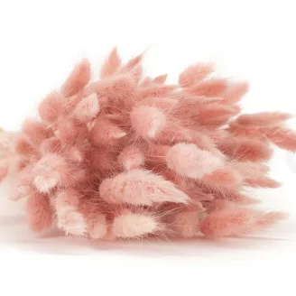 Dried Lagurus Ovatus Pink Flamingo