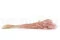 Lagurus Ovatus essiccato Pink Flamingo 6