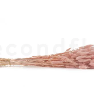 Dried Lagurus Ovatus Pink Flamingo