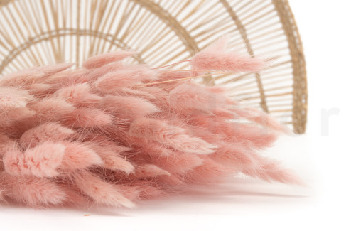 Lagurus Ovatus s&eacute;ch&eacute; - Bouquet - Pink Flamingo