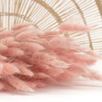 Lagurus Ovatus essiccato Pink Flamingo
