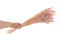 Getrockneter Lagurus Ovatus Pink Flamingo 4