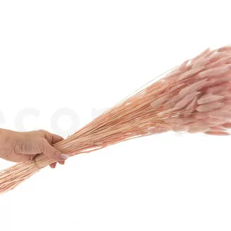 Lagurus Ovatus essiccato Pink Flamingo