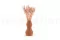 Lagurus Ovatus essiccato Pink Flamingo 2