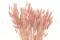 Dried Lagurus Ovatus Pink Flamingo 7