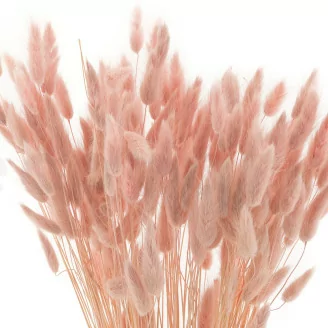 Getrockneter Lagurus Ovatus Pink Flamingo