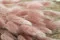 Lagurus Ovatus essiccato Pink Flamingo 3