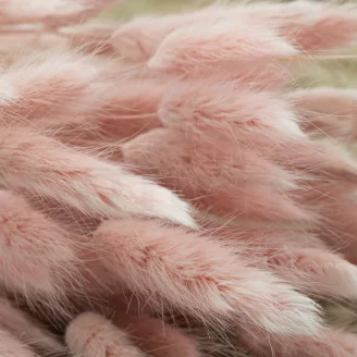 Lagurus s&eacute;ch&eacute; Pink Flamingo