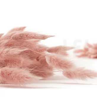 Lagurus Ovatus essiccato Pink Flamingo