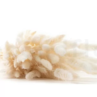 Dried Lagurus Ovatus Meringue