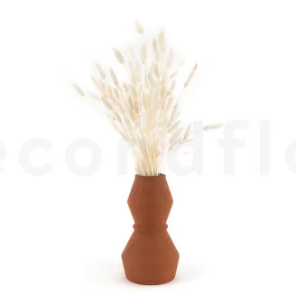 Lagurus Ovatus seco Meringue