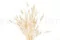 Lagurus Ovatus essiccato Meringue 8
