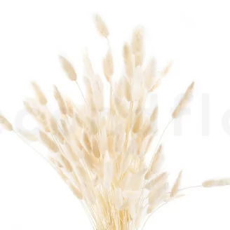 Lagurus Ovatus essiccato Meringue