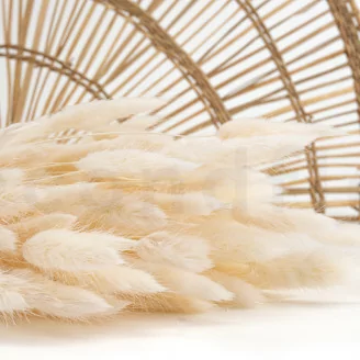 Lagurus Ovatus essiccato Meringue