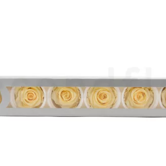 Konservierte Rose XL Pastellgelb (x6)