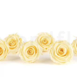Konservierte Rose XL Pastellgelb (x6)