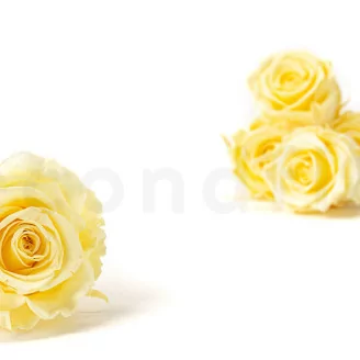 Rose stabilis&eacute;e XL Jaune Pastel (x6)