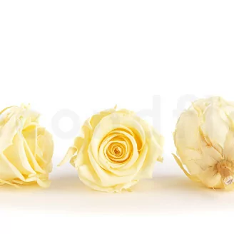Rosa stabilizzata XL Giallo Pastello (x6)