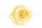Rosa stabilizzata XL Giallo Pastello (x6) 7
