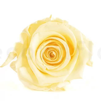 Preserved Rose XL Buttermilk (x6)
